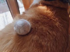 -猫咖时代(中山亭店)