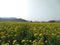 -径山花海