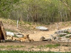 -北京野生动物园
