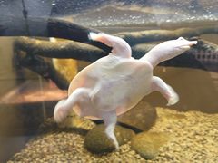 -上海大自然野生昆虫馆(东方明珠·爬宠昆虫探索中心)
