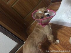 -伟伟宠物医院·CT影像中心·瑞派犬猫综合性门诊(汉口总院)