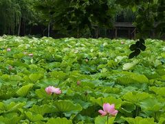 -高子水居