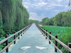 -沈阳鸟岛