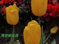 -忠山公园