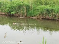 -池杉湖湿地公园
