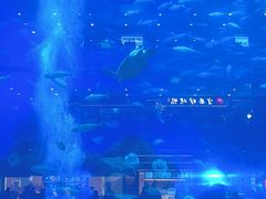 -成都浩海立方海洋公园