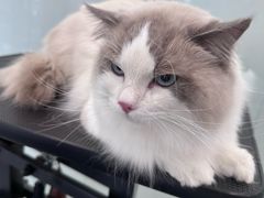 -爱洗澡的猫(望京店)