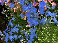 -龙大花卉苗木市场