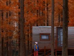 -黄海国家森林公园