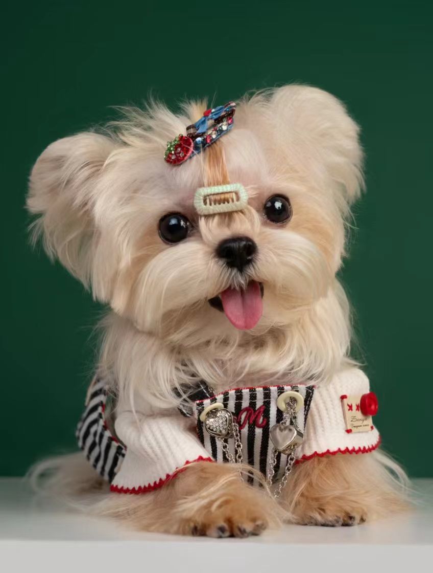 宠物造型的艺术感