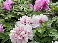 -莲花池公园
