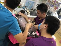 -创凡宠物医院·骨专科  猫科中心(西乡分院)