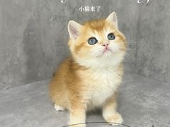 -小猫来了·猫舍(红山六九七九店)
