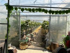 -马陆小张葡萄园农家乐