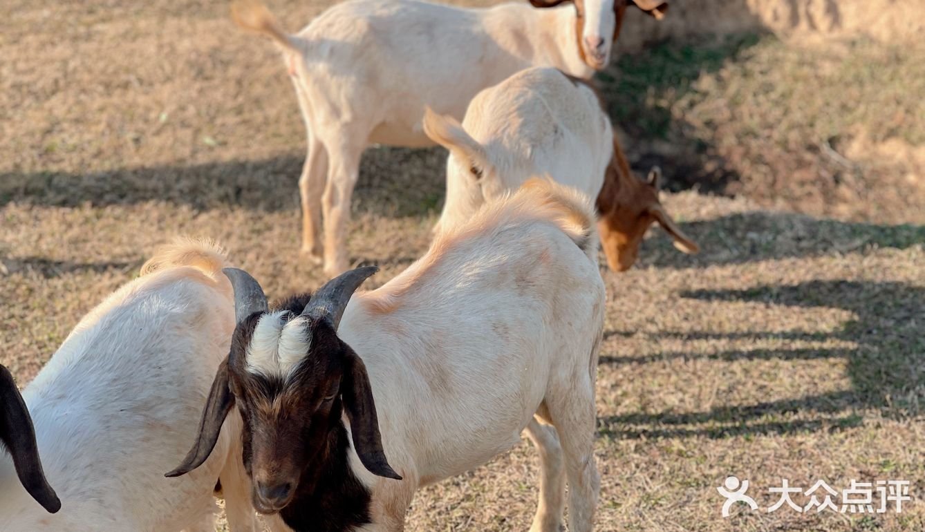 南昌拍照📸打卡 | 江滩上的羊咩咩🐏