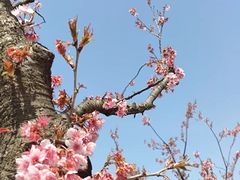 -顾村公园