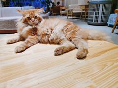 -藏猫猫咖啡主题馆(中央大道店)