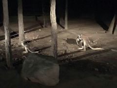 -清迈夜间动物园