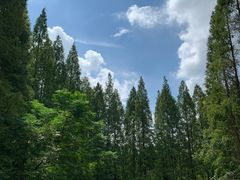 -东平国家森林公园