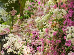 -深圳国际园林花卉博览园