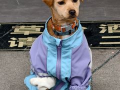 -伟伟宠物医院·CT影像中心·瑞派犬猫综合性门诊(汉口总院)