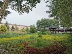 -哈素海