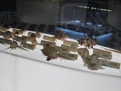 -贝壳梦幻世界