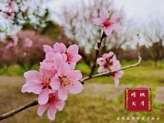 -秀丽东方