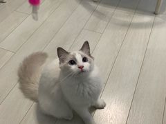 -喵的天空名猫咖啡馆·撸猫·猫舍·用品