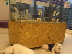 -怪兽屋·羊驼·猫咖·狗咖(俊华广场店)