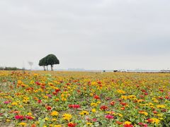 -莲花岛景区