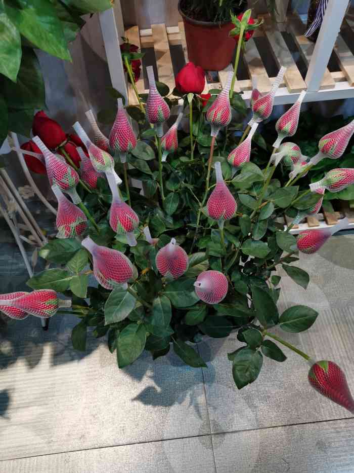 花月缘花坊(金融城店)-"第一次来这边的店买东西,特地在美团看了很.