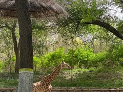 -北京野生动物园