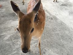 -鹿境梅花鹿生态园区