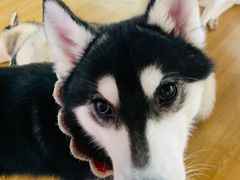 -Husky Go! 哈士奇体验馆·宠物咖啡厅狗咖