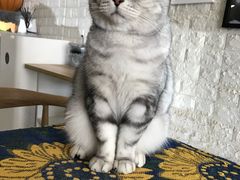 -平行世界·猫咖(首经贸店)