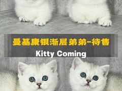 -小猫来了·猫舍(红山六九七九店)