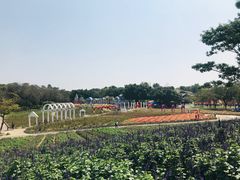 -松山湖梦幻百花洲