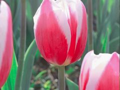 -长春公园(普阳街道)