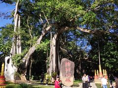 -瑞丽独树成林风景区