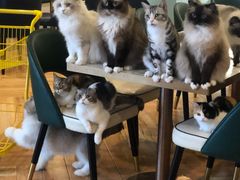 -遇见羊驼·奶狗咖·布偶猫咖·法斗柯基柴犬阿拉斯加(春熙路太古里IFS店)