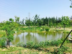 -上海长兴岛郊野公园