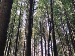 -瀛洲公园