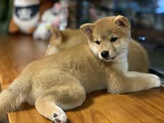 -柴犬高等学院·狗咖·柴犬售卖·宠物训练