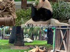 -灵玲国际马戏城