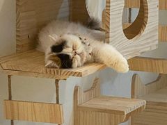 -momokira米努特·德文卷毛猫·棉花面纱犬