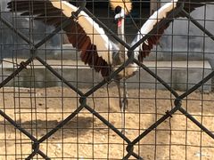 -太阳部落
