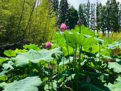 -百翠山居.家飨餐厅