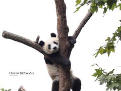 -都江堰中华大熊猫苑