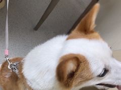 -宠颐生宠物医院·心肾内科·猫专科诊疗中心宠巢店